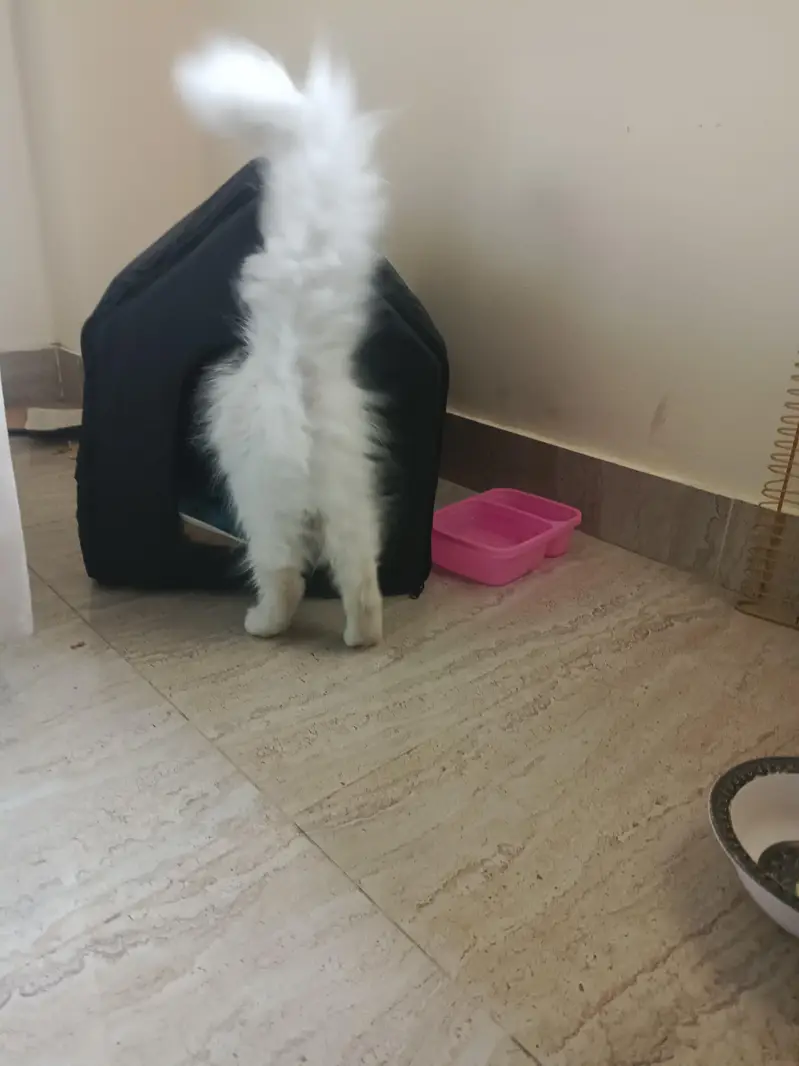 Pure White Persian Kitten | Healthy & Playful | Fluffy Long Hair — photo 3
