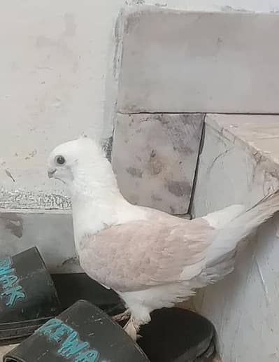 New pair breed