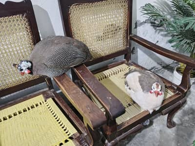 Chakor Pair For Sell