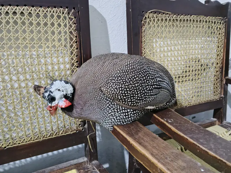 Chakor Pair For Sell — photo 2