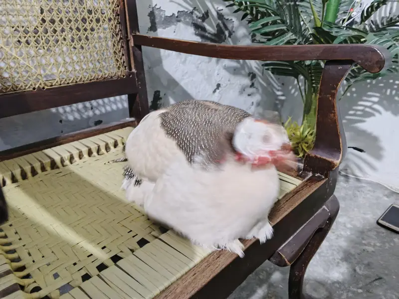 Chakor Pair For Sell — photo 3