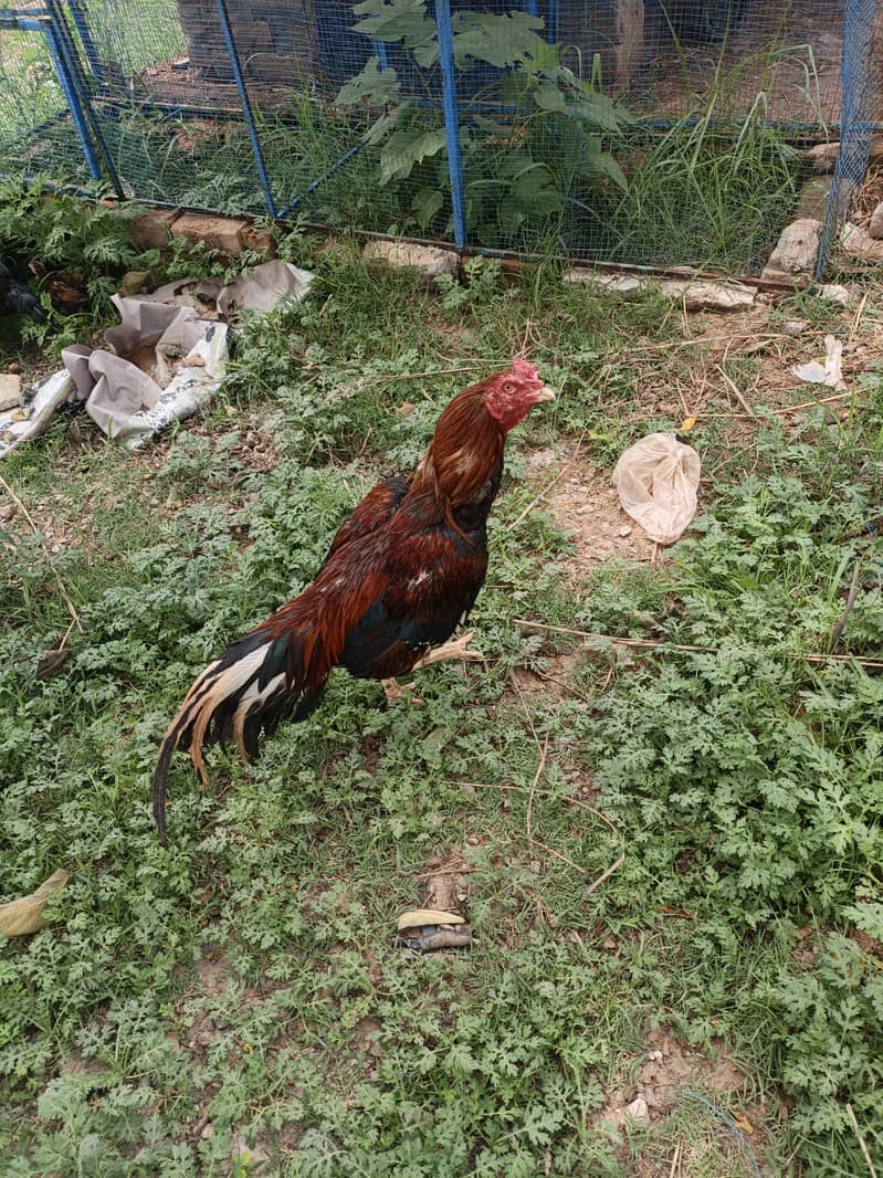 Rooster 0