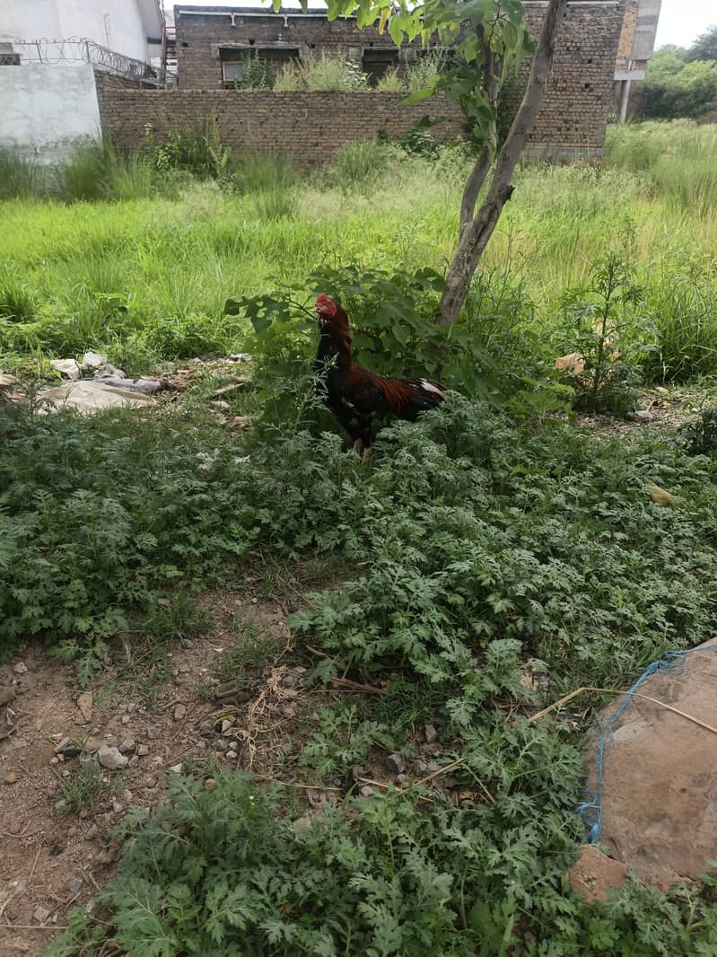 Rooster 1