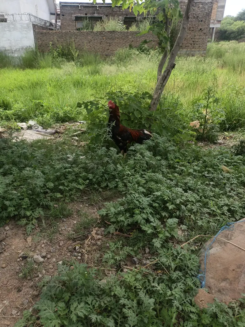 Rooster — photo 2