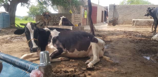 فریش سونے والی گائے فریزن