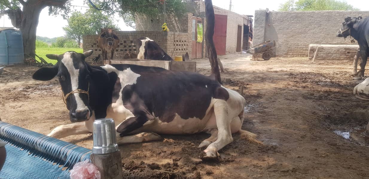 فریش سونے والی گائے فریزن 0