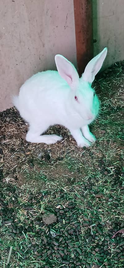 read description rabbits , ringneck , hens and dove for sell