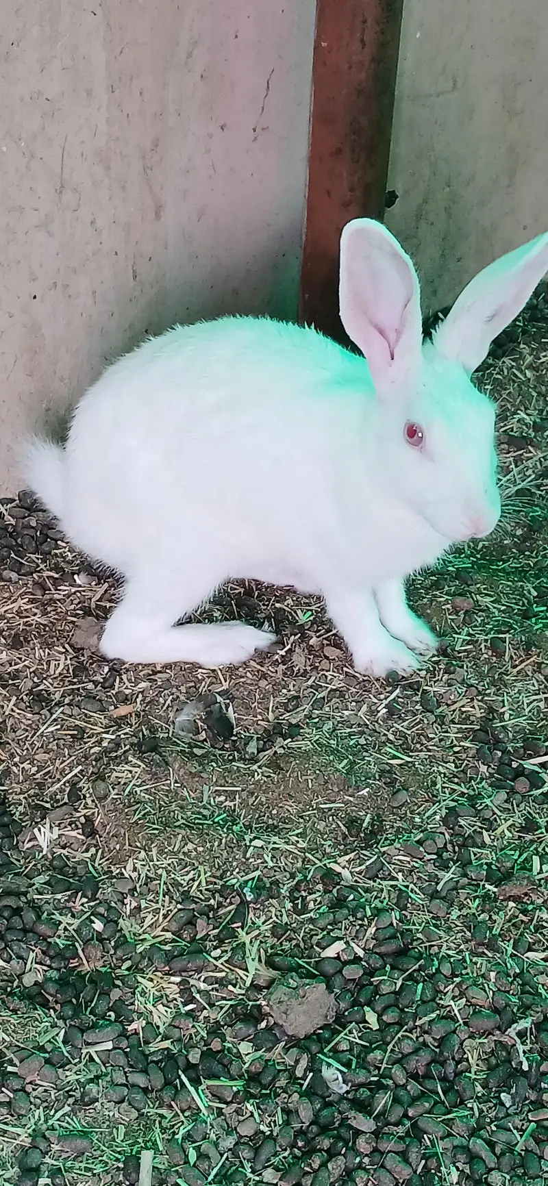 read description rabbits , ringneck , hens and dove for sell — photo 2
