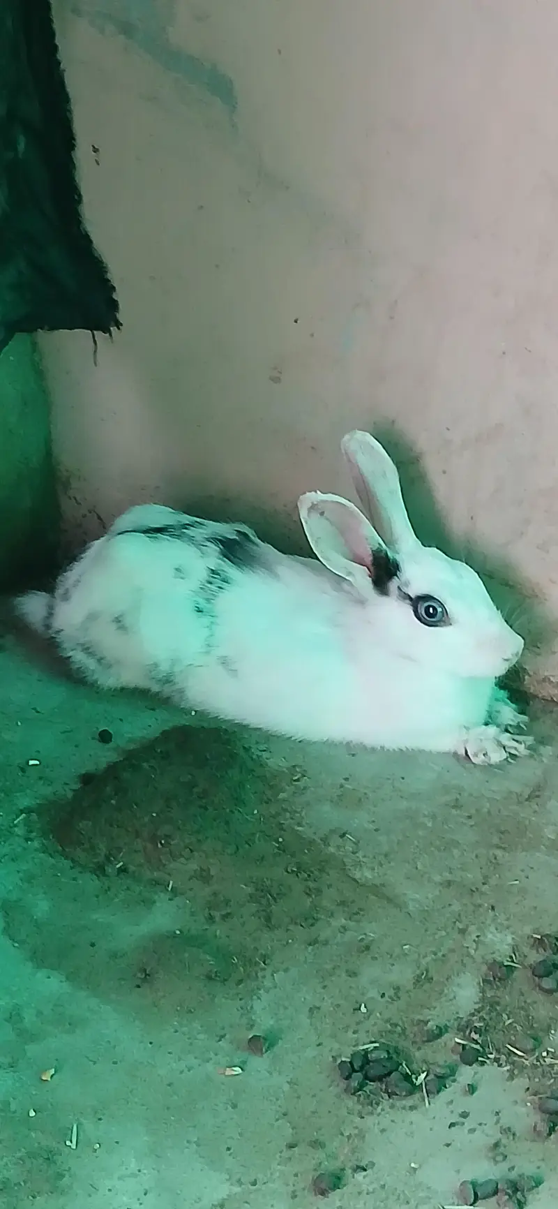 read description rabbits , ringneck , hens and dove for sell — photo 3
