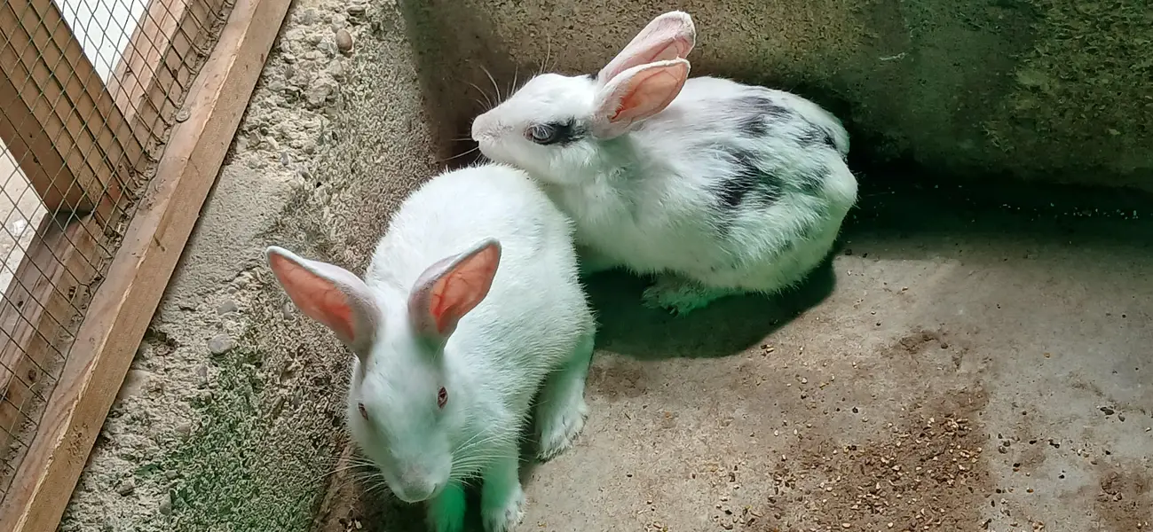 read description rabbits , ringneck , hens and dove for sell — photo 4