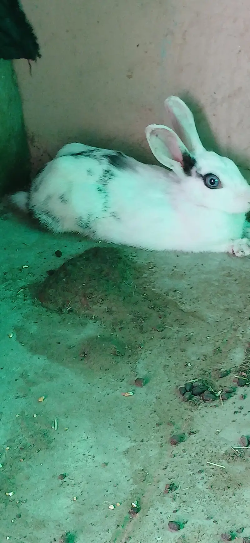 read description rabbits , ringneck , hens and dove for sell — photo 6