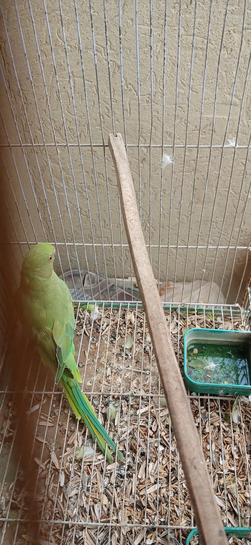 read description rabbits , ringneck , hens and dove for sell — photo 7