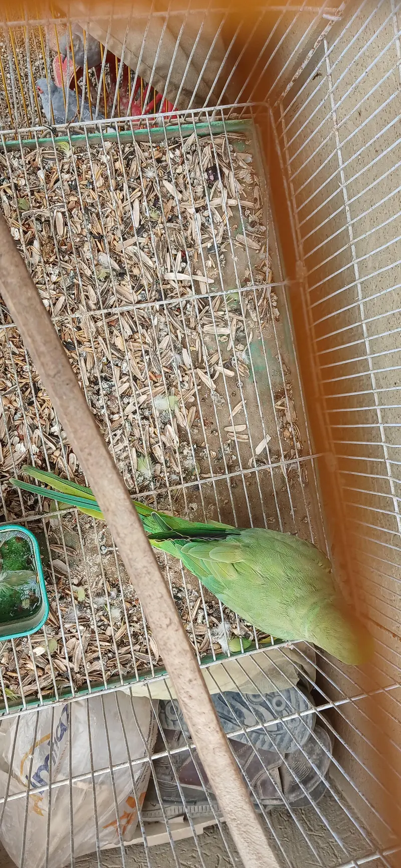 read description rabbits , ringneck , hens and dove for sell — photo 8