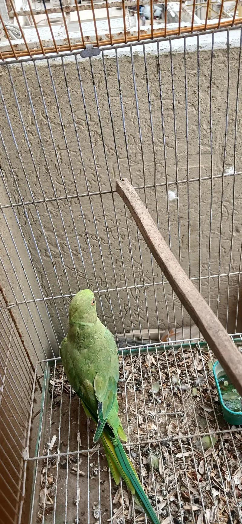 read description rabbits , ringneck , hens and dove for sell — photo 9