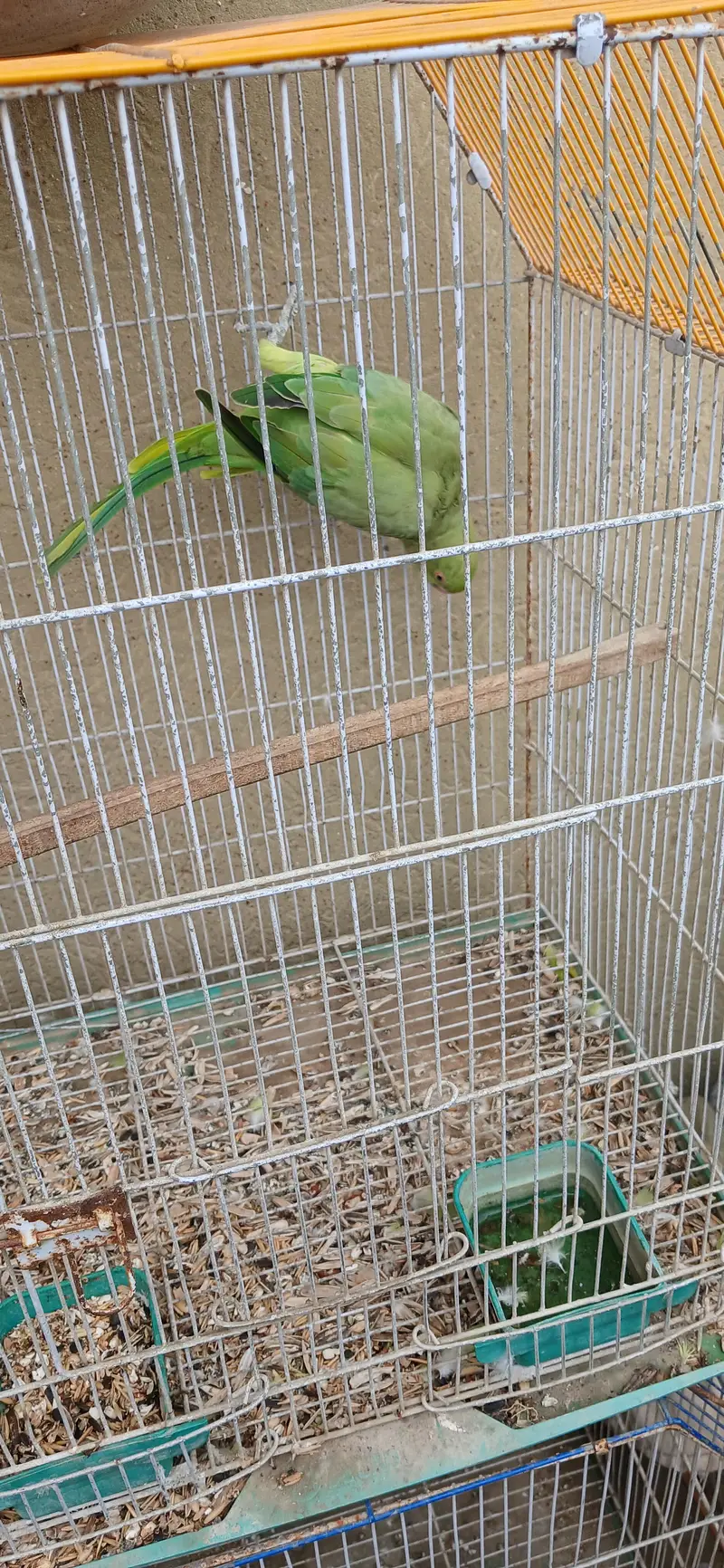 read description rabbits , ringneck , hens and dove for sell — photo 10