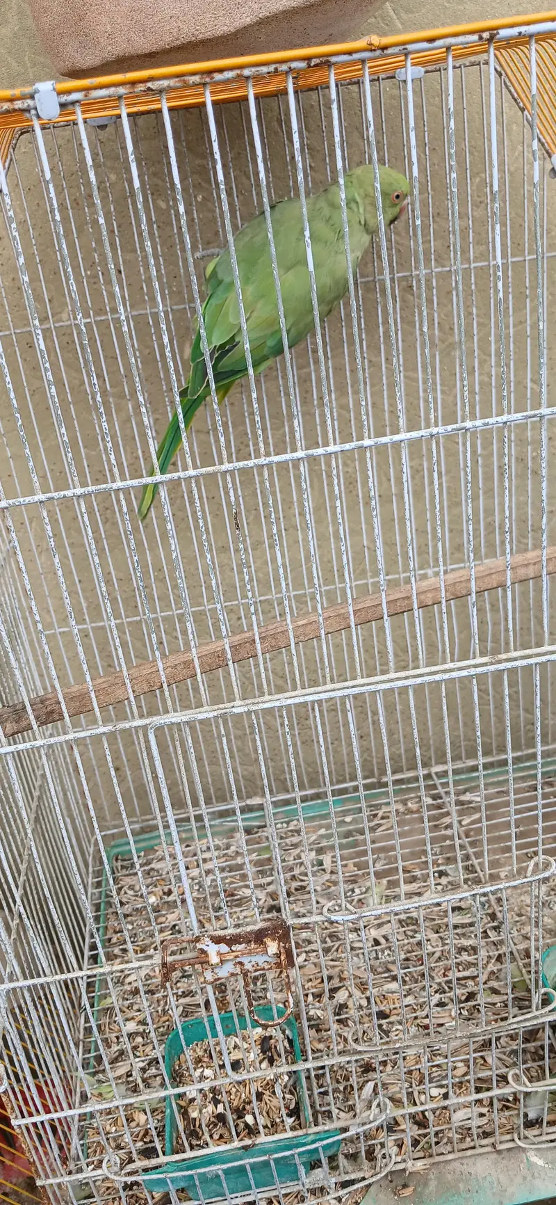 read description rabbits , ringneck , hens and dove for sell — photo 11