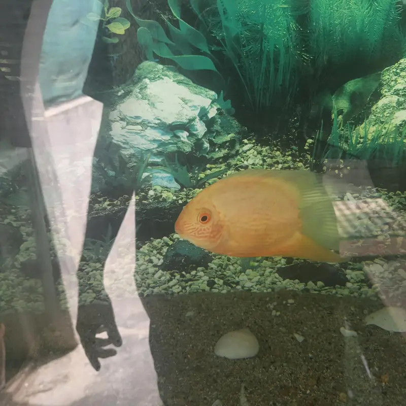 Tiger Oscar sevram and gurami — photo 2