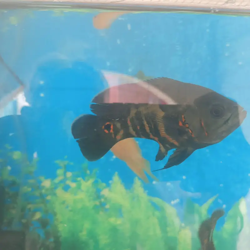 Tiger Oscar sevram and gurami — photo 3