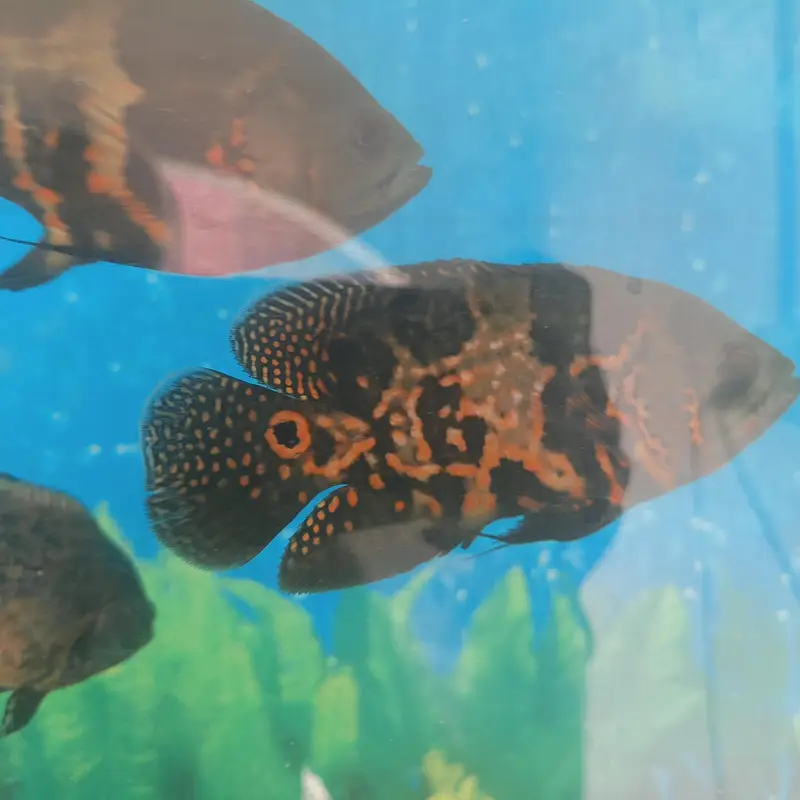 Tiger Oscar sevram and gurami — photo 4