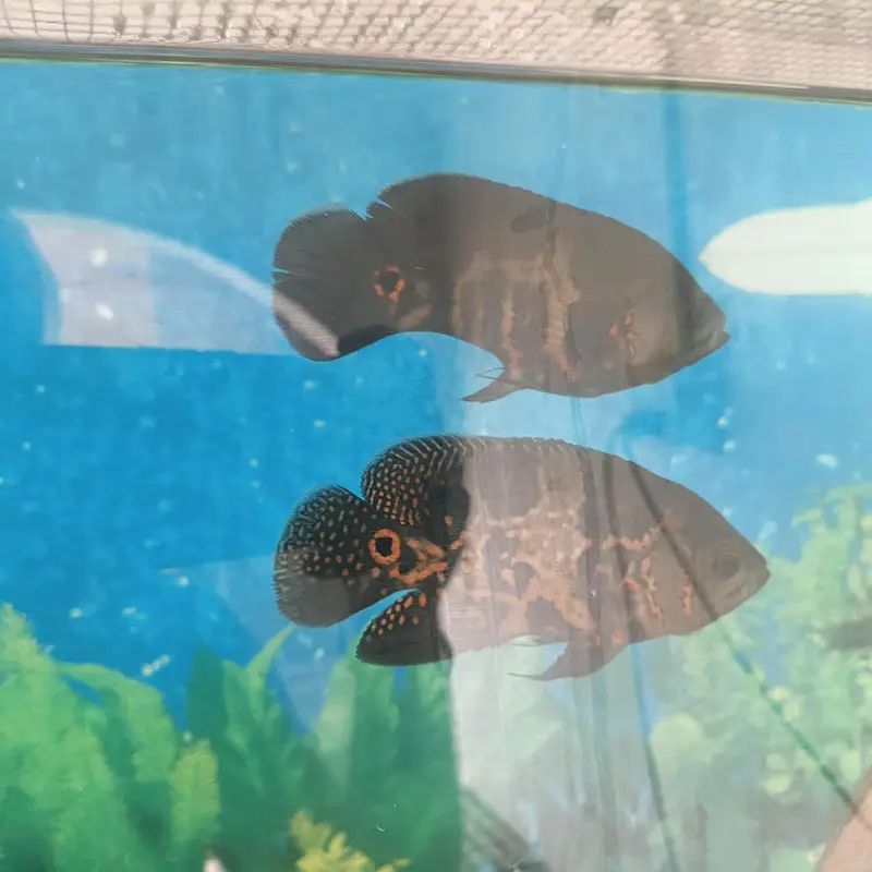Tiger Oscar sevram and gurami — photo 5