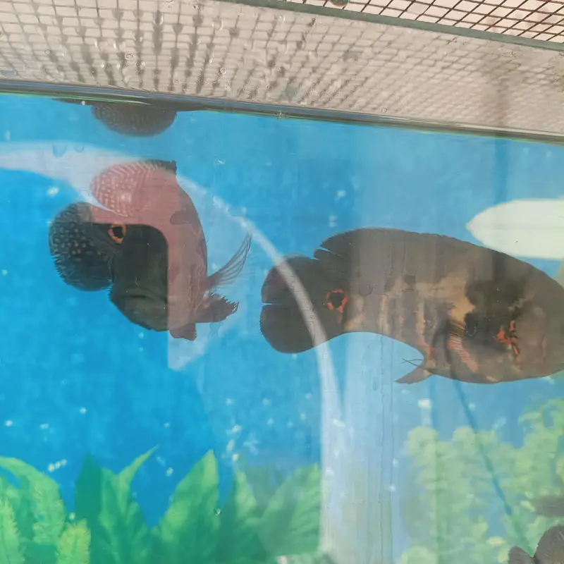 Tiger Oscar sevram and gurami — photo 10
