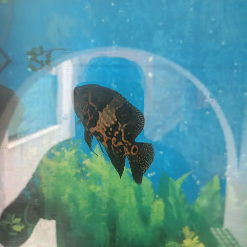 Tiger Oscar sevram and gurami — photo 11