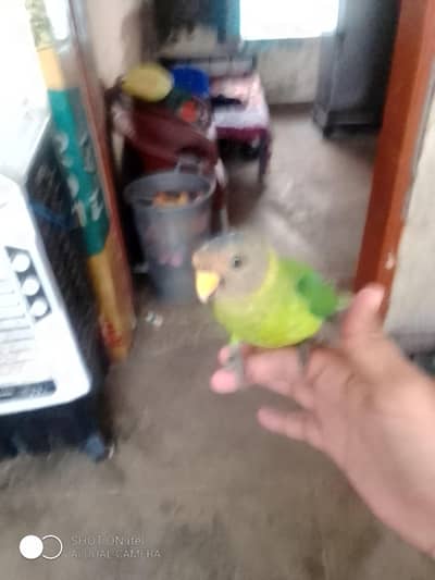 plum had  parrot singal female