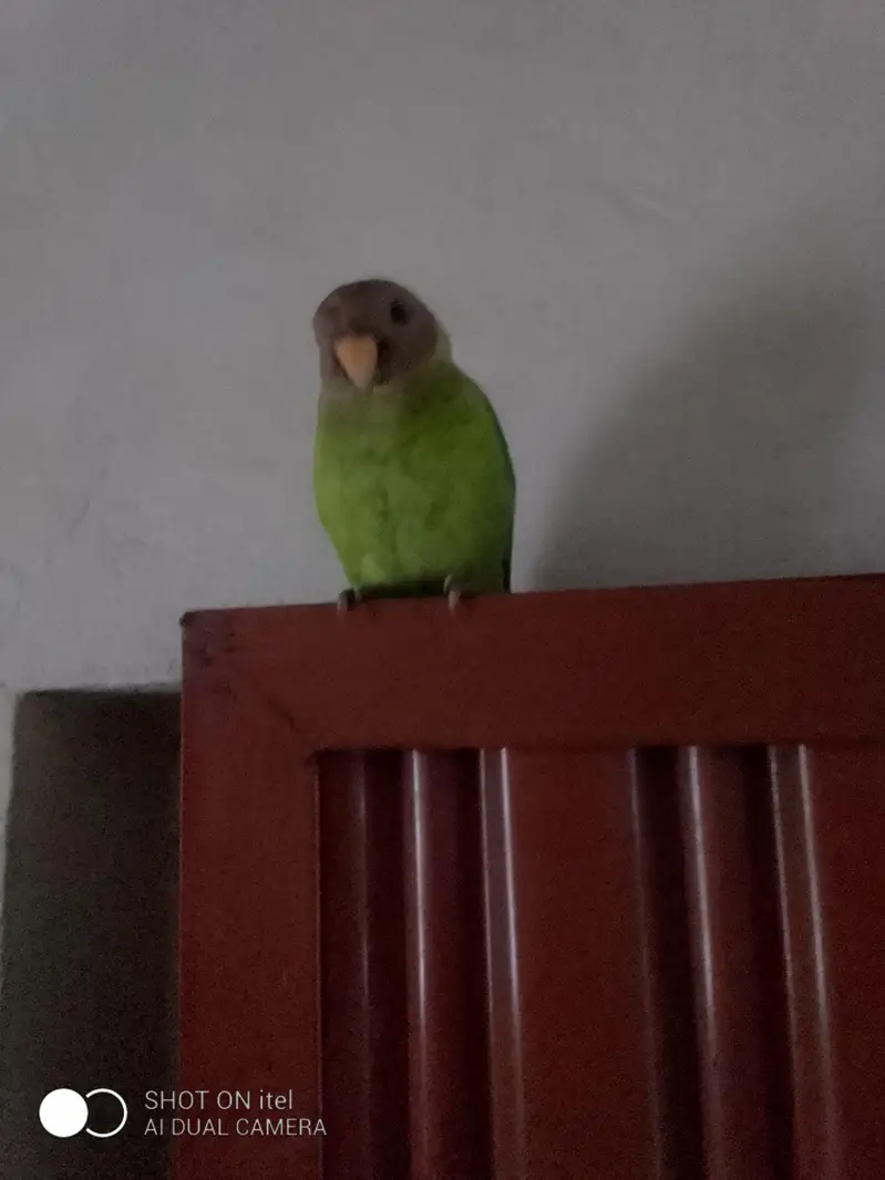plum had  parrot singal female — photo 2