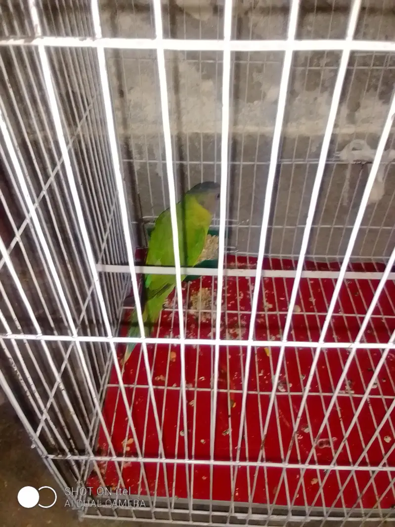 plum had  parrot singal female — photo 3