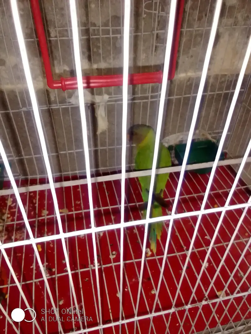 plum had  parrot singal female — photo 4