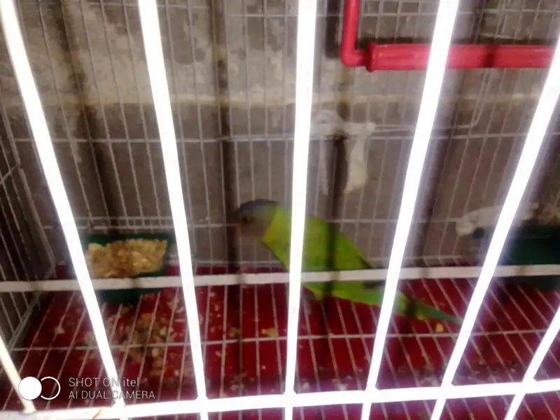 plum had  parrot singal female — photo 5