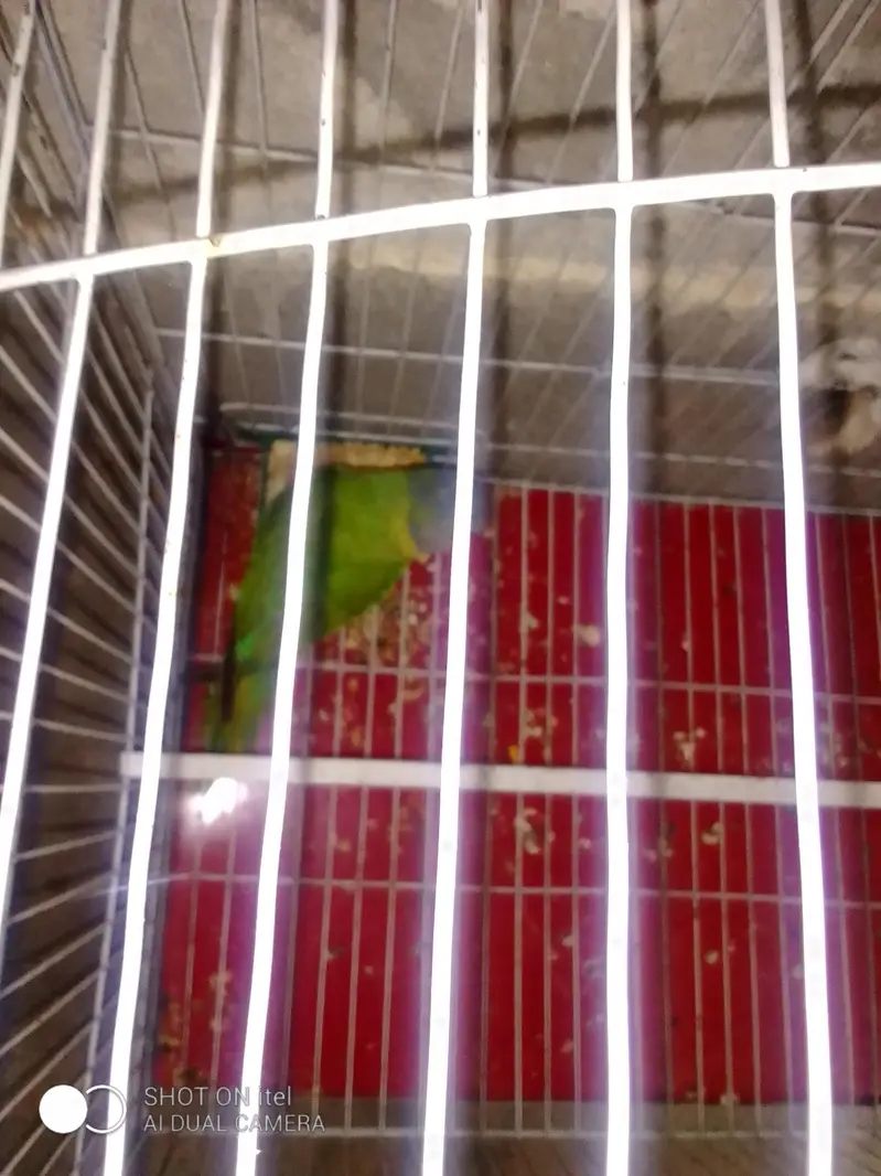 plum had  parrot singal female — photo 6