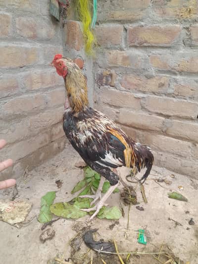 صحت مند اصیل مرغ