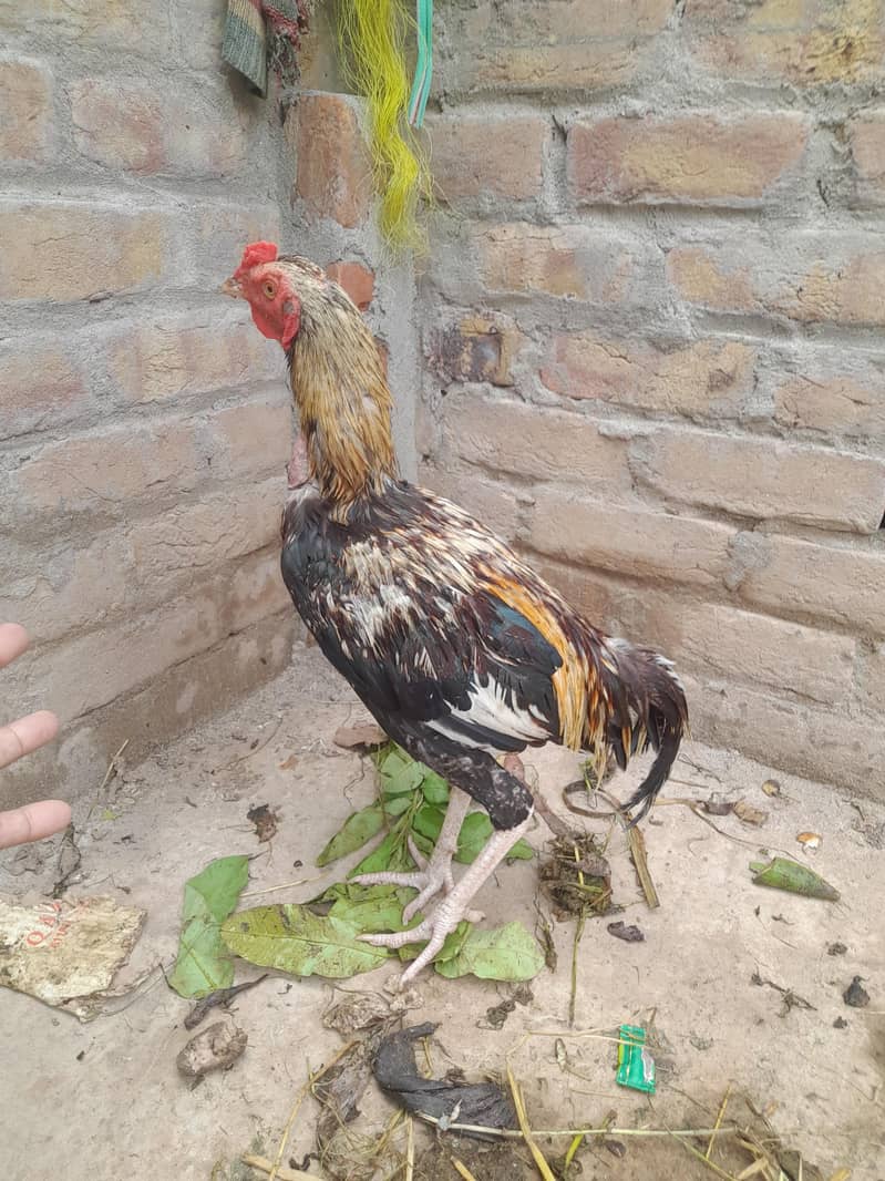 صحت مند اصیل مرغ 0