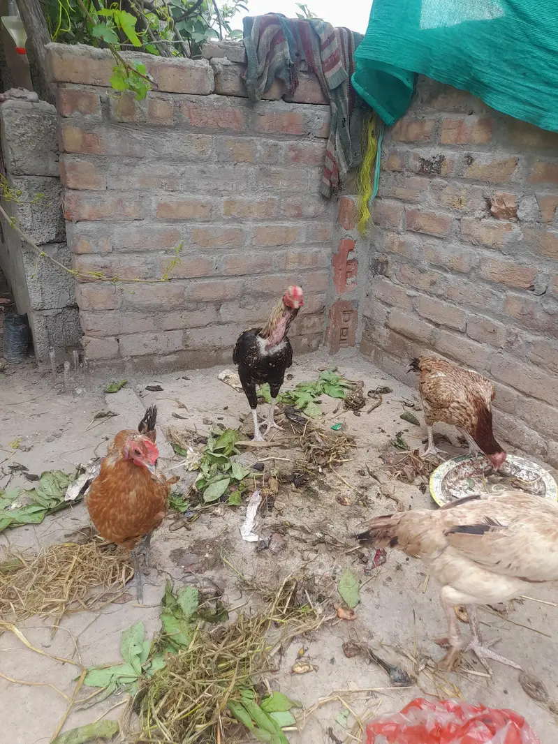 صحت مند اصیل مرغ — photo 2