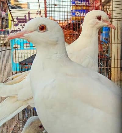 khumray pair