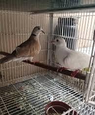 khumray pair 3