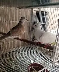 khumray pair — photo 4