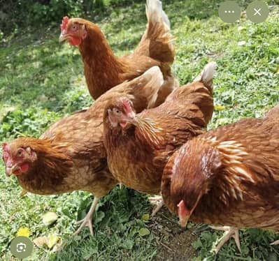 Lohman Brown Hens for Sale