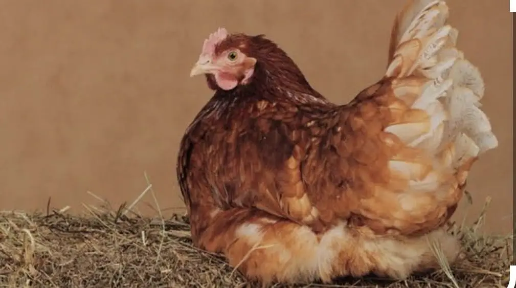 Lohman Brown Hens for Sale — photo 2