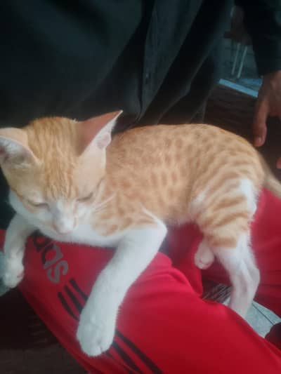 cat for sale emergency