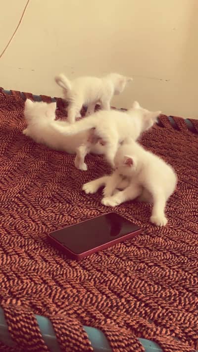 Persian kitten Triple coated