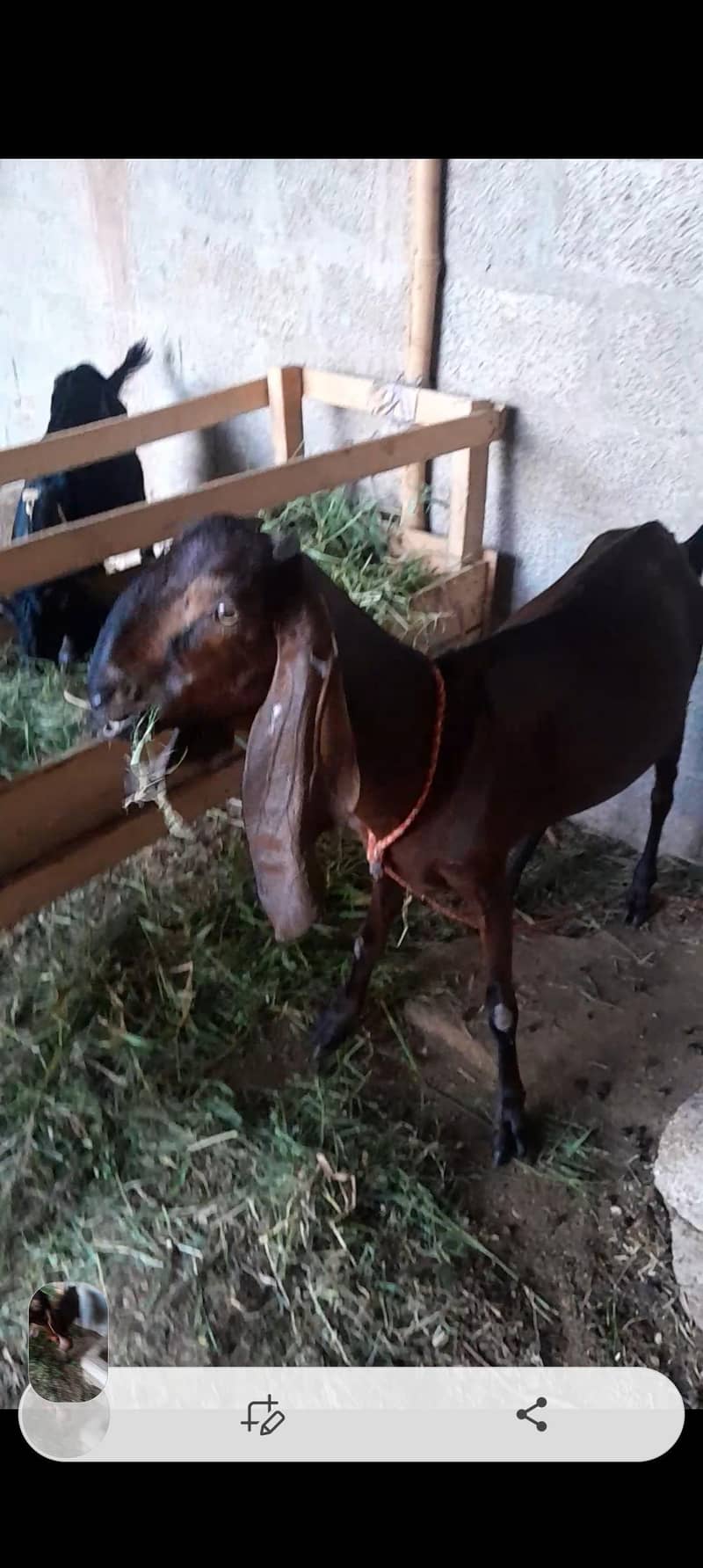 Goats 0