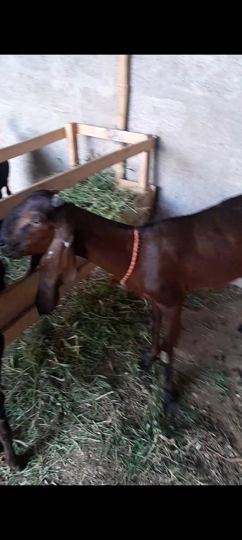 Goats 1