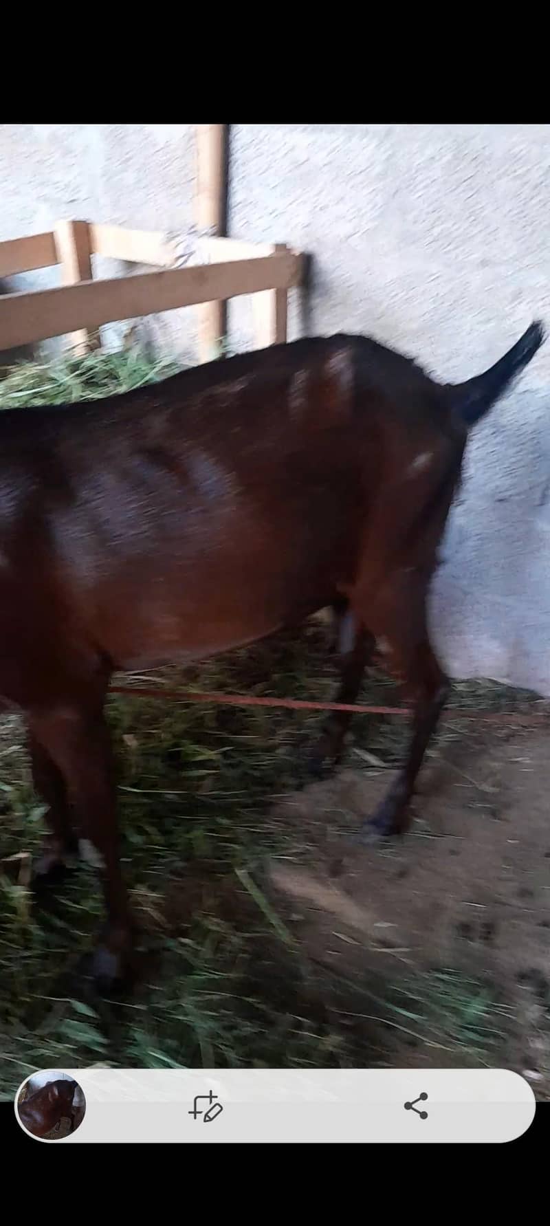 Goats 2