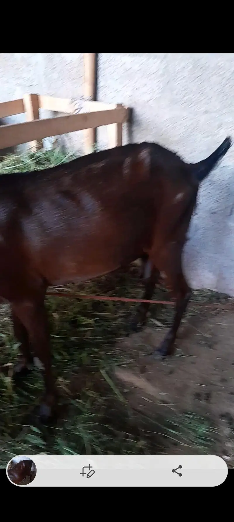 Goats — photo 3
