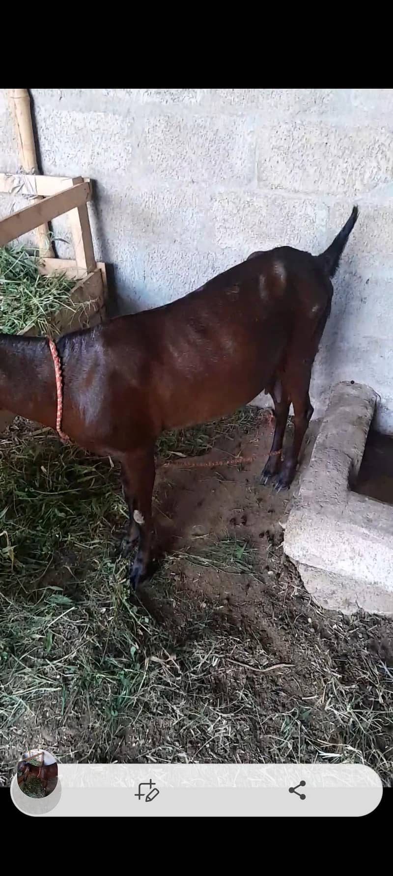 Goats 3