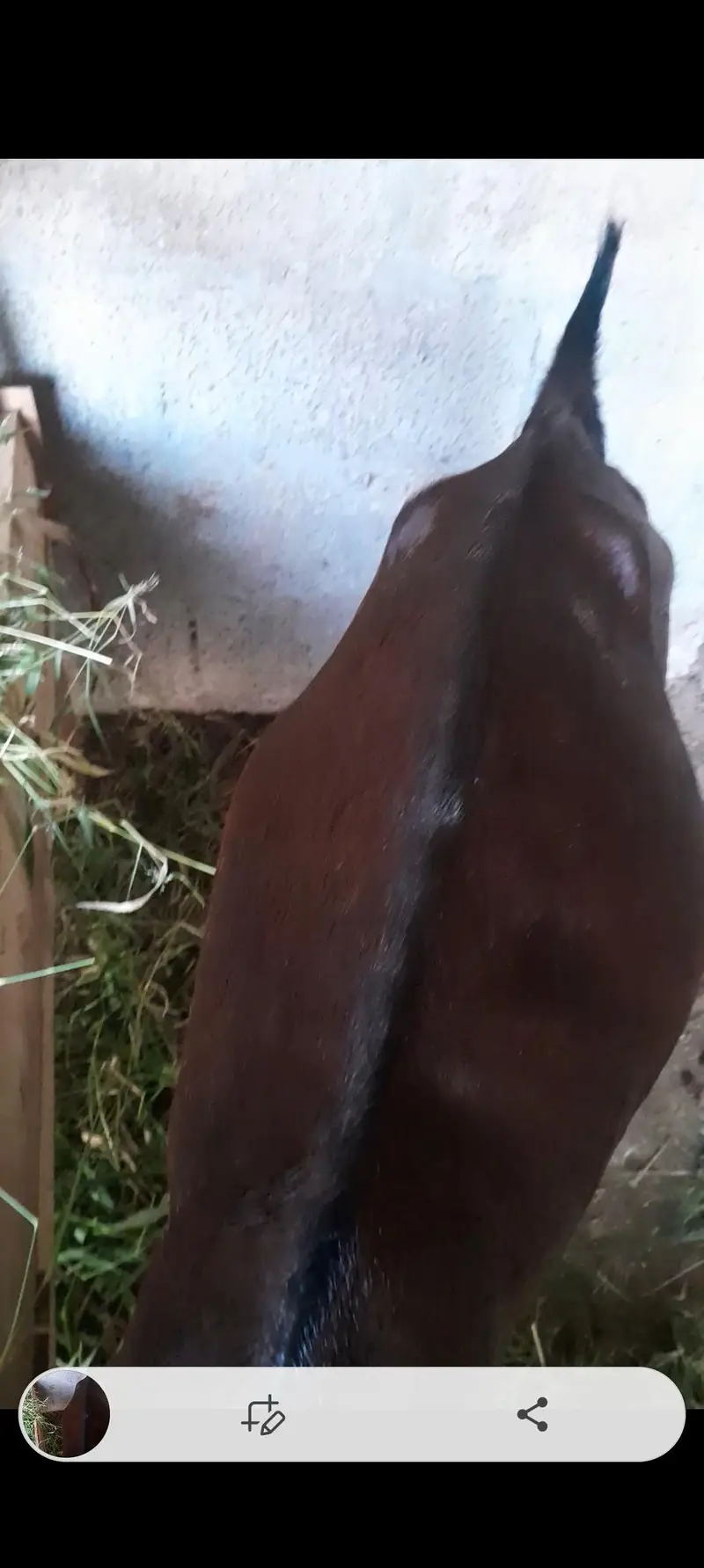 Goats — photo 5