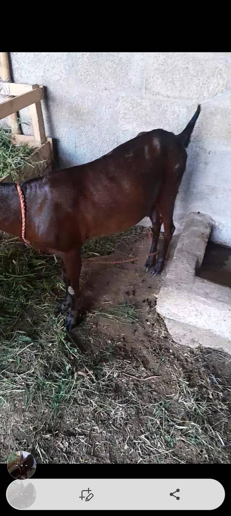 Goats 5