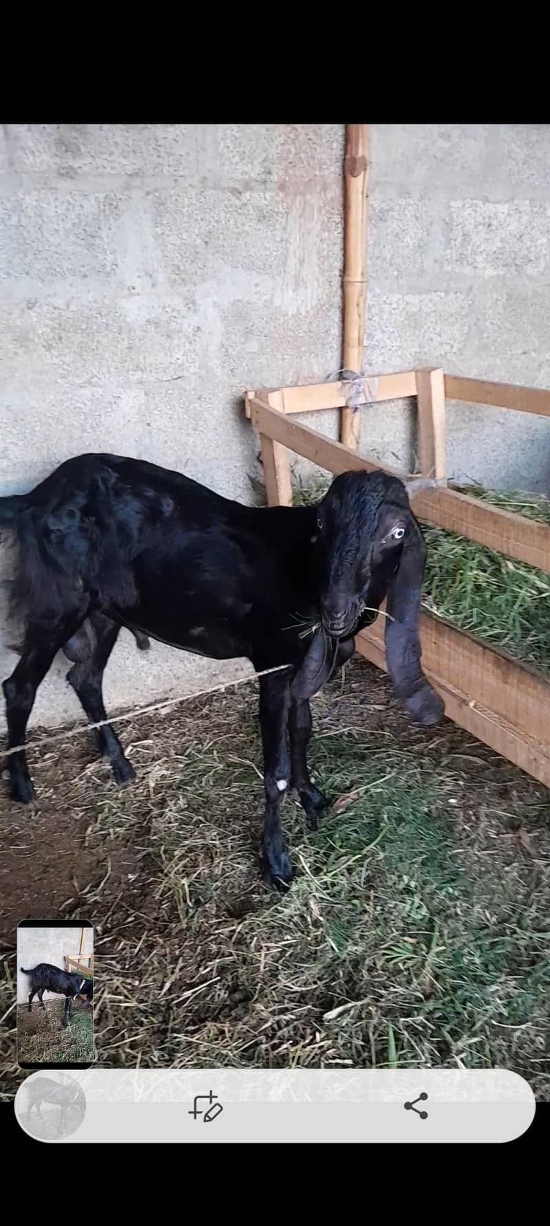Goats 8